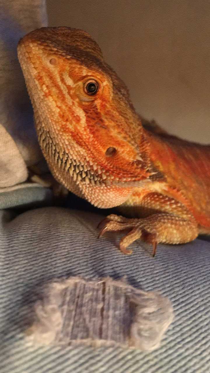 养蜥蜴是一种什么样的体验?