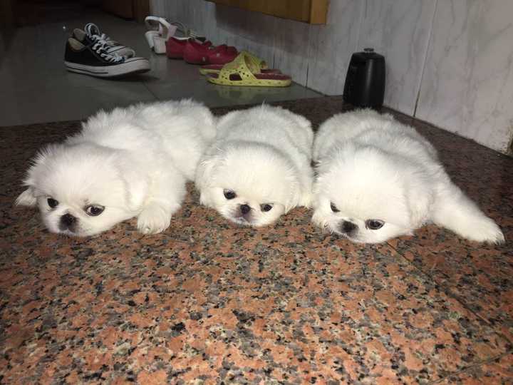 疫苗的时候宠物医院几乎所有手上没事的医生护士都扑过来拍照了233333