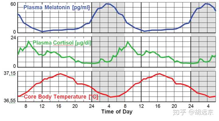 為什麼人類一般下午體溫比上午高? - 知乎