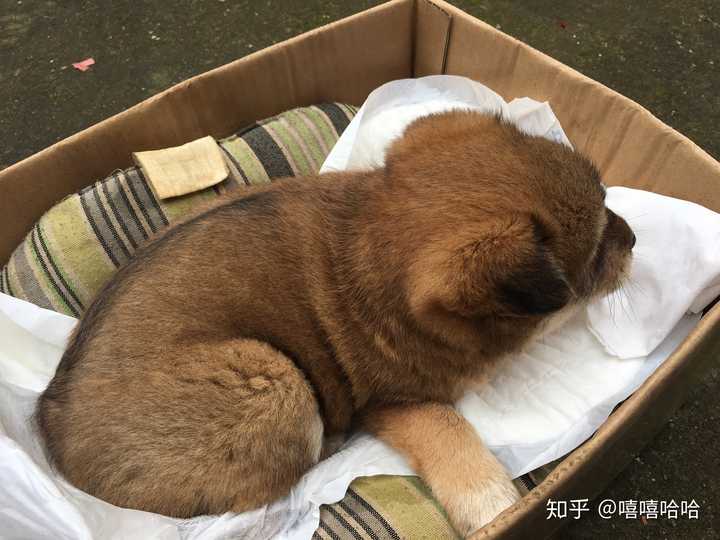 中华田园犬的颜值可以多高 知乎