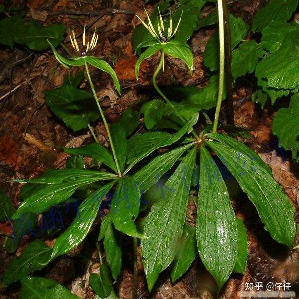 仙剑三中的重楼是什么妖怪?