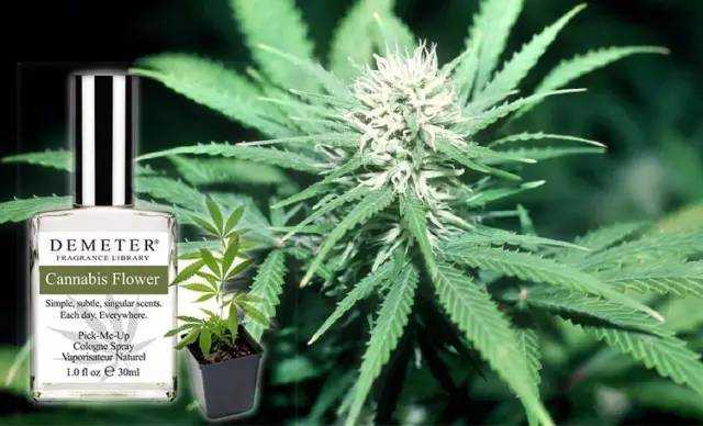 什么味道的香水会让闻到的人上瘾 小红书的回答 知乎