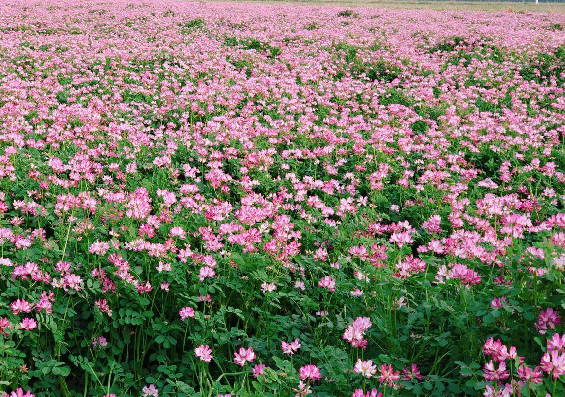 一大片紫草花迷了我的眼.