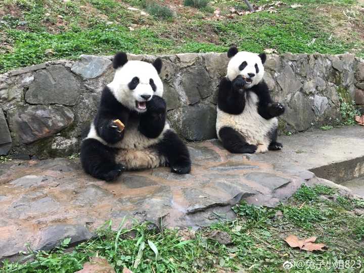 大熊猫为什么那么萌?