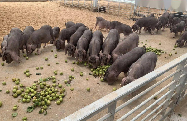 上海有哪些鲜为人知的美食？