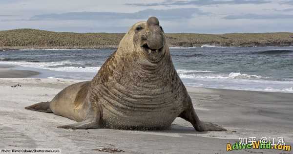 象海豹大白鲨最爱的油腻美食