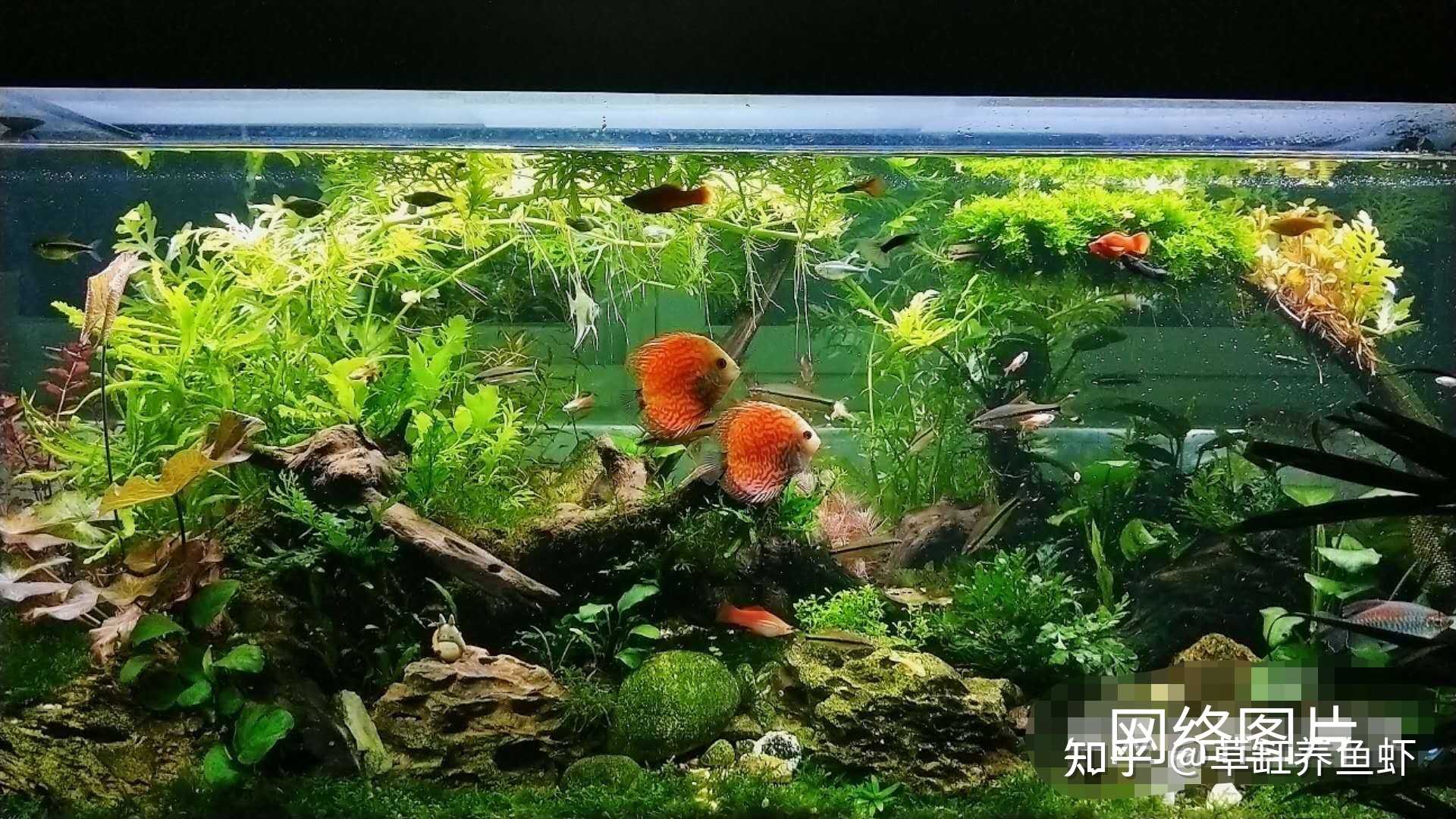 草缸養魚蝦 的想法: 草缸養什麼魚更好看?