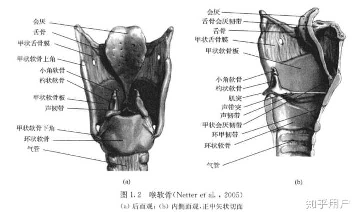 从语音学角度看,伪声的原理是什么?从语音学角度看又该如何练习伪声? - 知乎