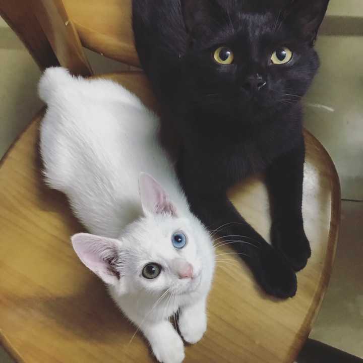 家里养一只黑猫一只白猫,是一种什么样的体验?