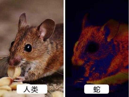 苍蝇眼中的世界