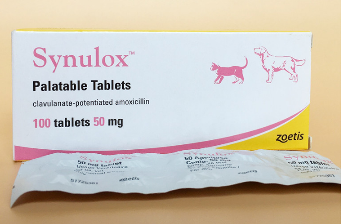 不确定家里的英短是不是生病了?