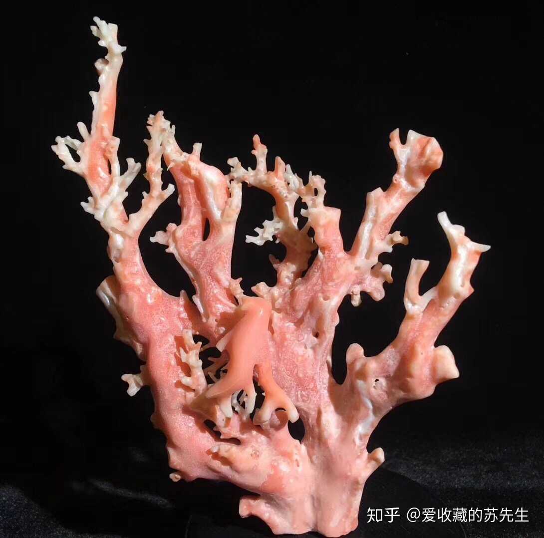 回流 天然粉珊瑚原枝摆件