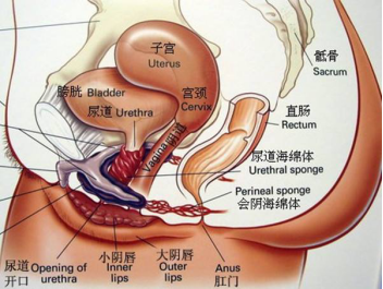 女生長痔瘡怎麼辦?到現在幾年了.⊙﹏⊙?