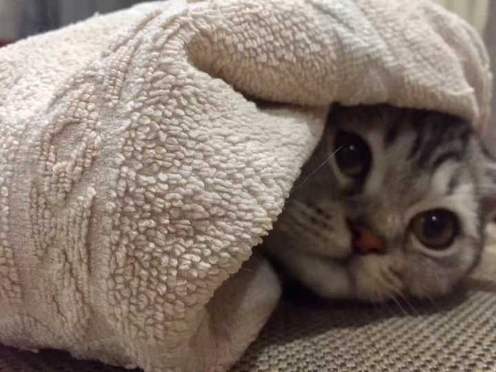 猫总是蒙着被子睡会缺氧吗?