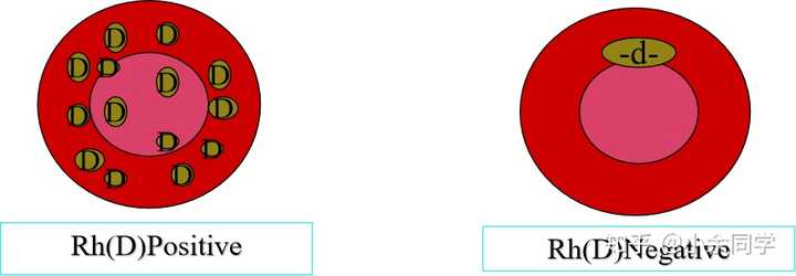 rh血型阳性D变异什么意思? - 知乎