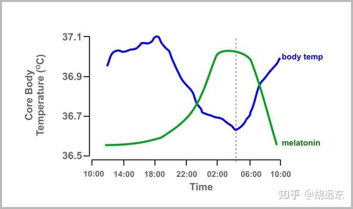 体温与褪黑素的昼夜节律变化,图片来自skyflohealth.com