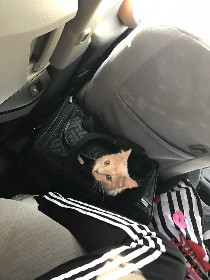 怎么从美国带猫回国 知乎