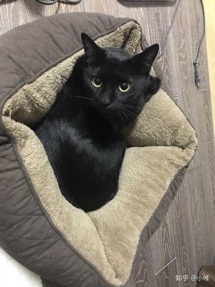 黑猫真的会越长越好看吗?