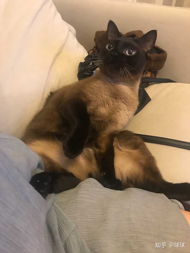 暹罗猫和蓝猫生的猫宝宝什么样?