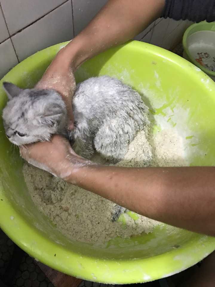 幼猫被粘鼠板粘住之后的后续处理有哪些注意事项?