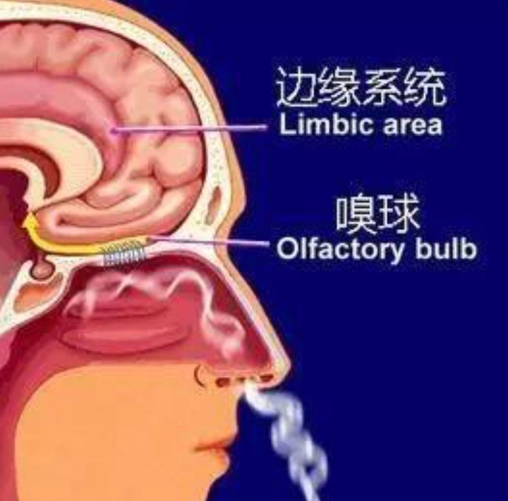 第二站: 在「杏仁核」處理情緒,腦細胞跟氣味友好