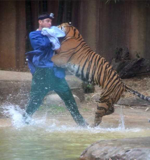 澳大利亞動物園一老虎將馴獸師拖入水中咬傷(高清組圖) - 新聞 - 國際