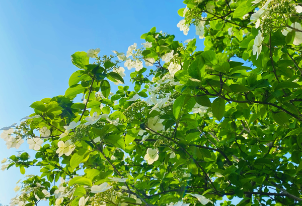 很多父母总喜欢对孩子说：「我数三个数，你要……」，三个数数完，你会怎么做呢？