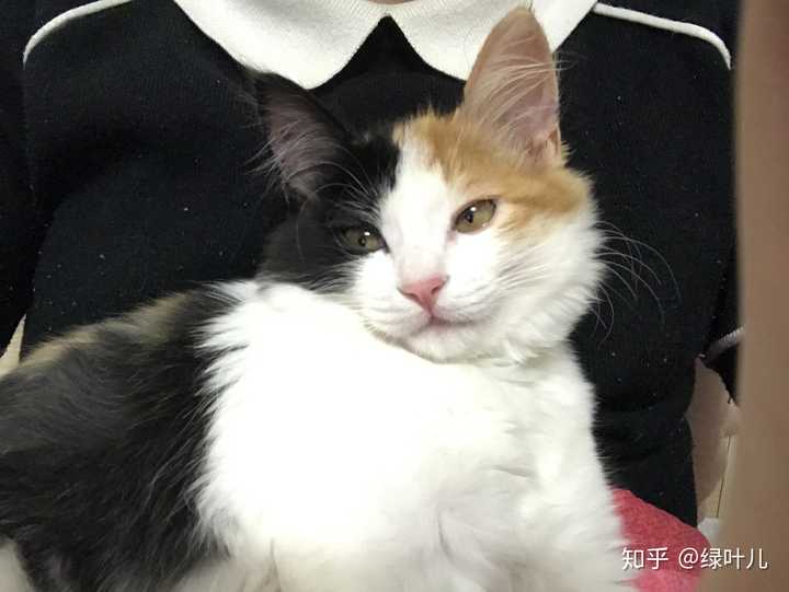 三花猫有多漂亮？ - 知乎