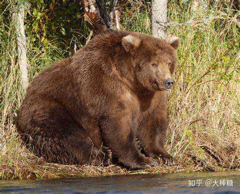 为什么熊冬眠可以睡很久 而人类却不行 知乎 为什么熊冬眠可以睡很久 而人类却不行 知乎