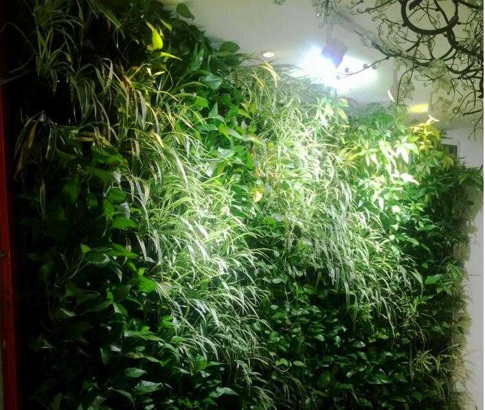 室内植物通过灯光可以进行光合作用吗 知乎 室内植物通过灯光可以进行光合作用吗 知乎