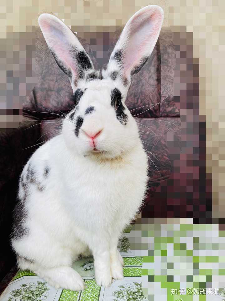 肉兔长大后真的很丑吗?