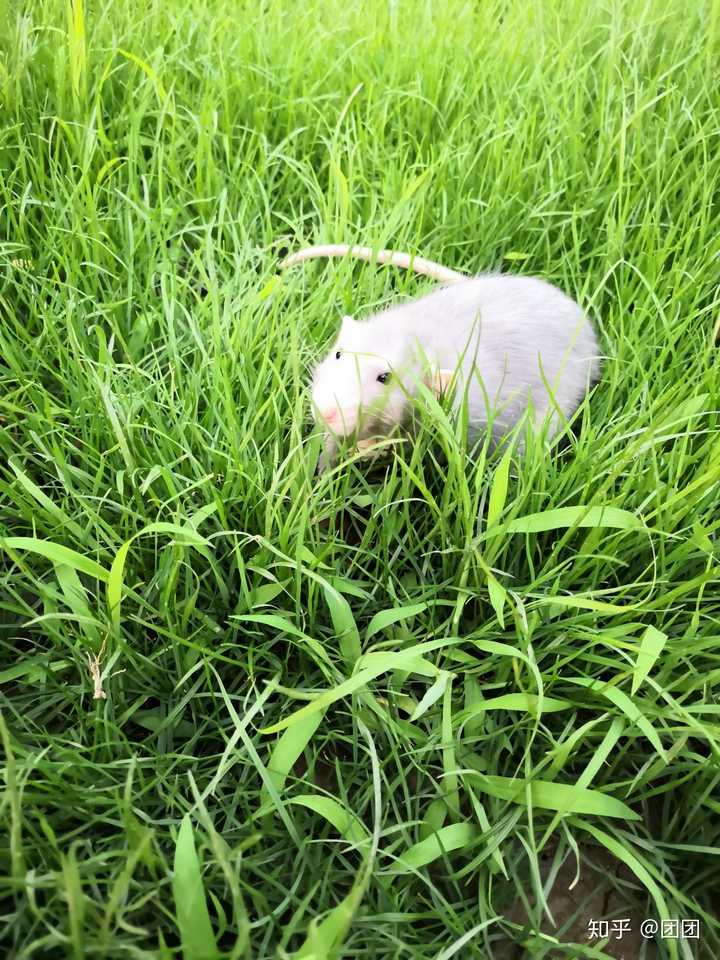 为什么老鼠不适合做宠物?