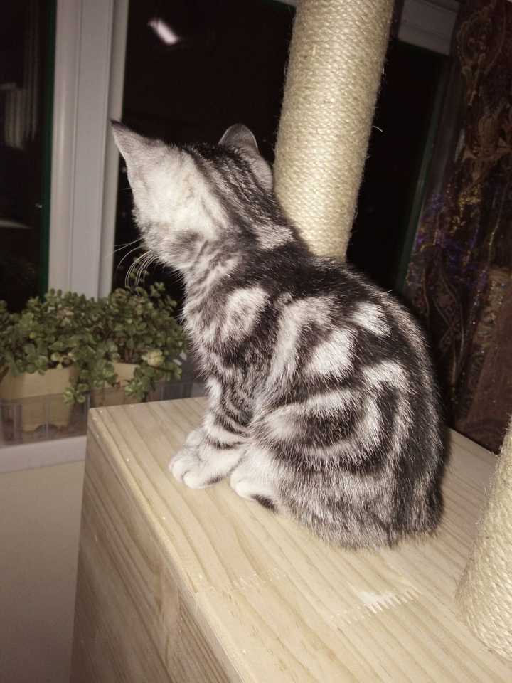 如何区分狸花猫和美国短毛猫 知乎 如何区分狸花猫和美国短毛猫 知乎