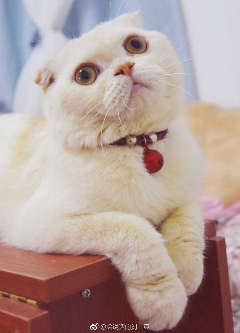 刘二豆.下载抖音只为了看它. 图源自豆妈微博.  显示全部