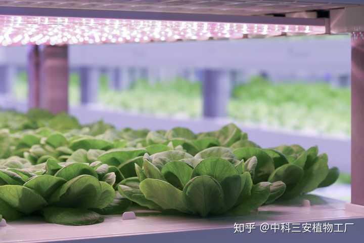 植物工厂真正的制约因素是什么 知乎