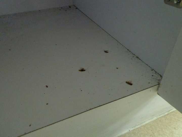 如何有效杀灭家中的蟑螂?