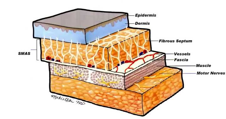 人体组织的分层