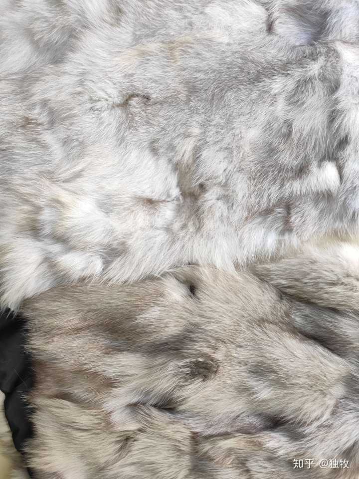 狐狸(腹毛)毛长