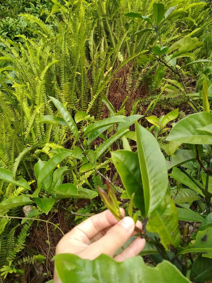 我们这很多,大叶冬青苦丁茶树,300多年古树都还有,手机里暂只有这两张