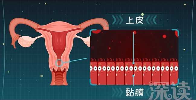 hpv和宫颈癌有什么关系呢?