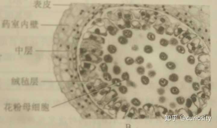 花粉囊包括哪些部位 花粉囊内有多少花粉母细胞 Digital Ren
