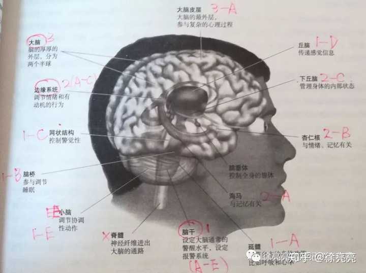 如何辨別大腦腦區結構?