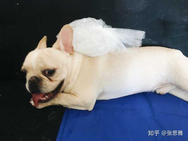 养法国斗牛犬是怎样的体验 知乎 养法国斗牛犬是怎样的体验 知乎