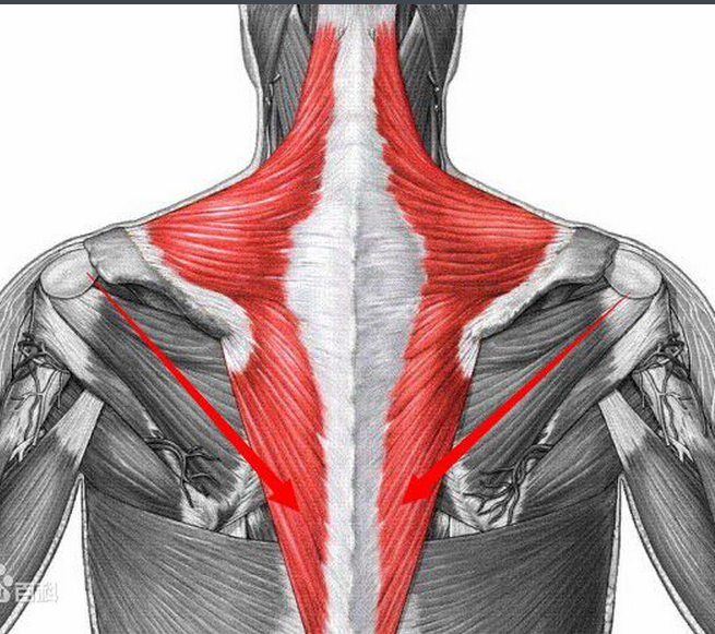 斜方肌,是位于颈后部和背部皮肤下的浅层肌肉,单侧形似三角形,并根据