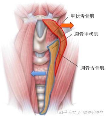 肩胛舌骨肌ct图片
