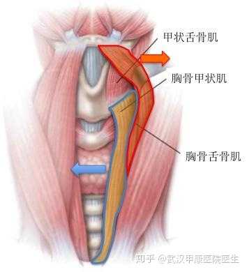 下颌舌骨肌疼图片