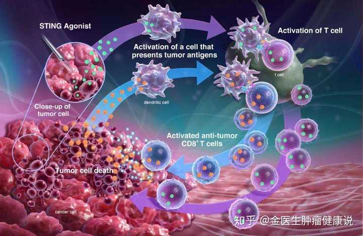 til细胞治疗实体肿瘤效果好吗