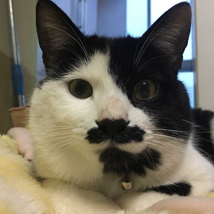 你看我这表情你觉得我是生煎包么