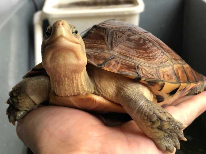 乌龟是不是养不熟?