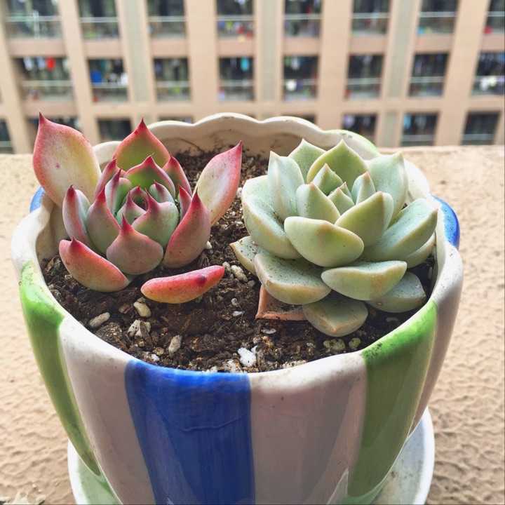 春暖花开 艾青飘香